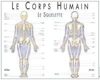 Le corps humain : le squelette