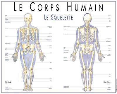 Le corps humain : le squelette