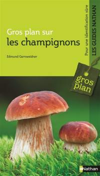 Gros plan sur les champignons