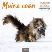 Maine coon : calendrier 2020 : de septembre 2019 à décembre 2020