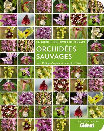 Orchidées sauvages