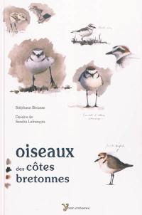 Oiseaux des côtes bretonnes