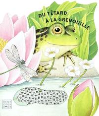 Du têtard à la grenouille