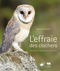 L'effraie des clochers : description, comportement, vie sociale