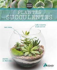 Plantes succulentes