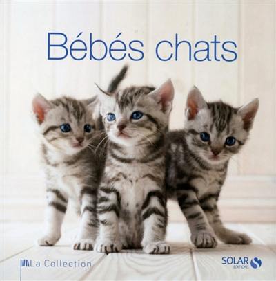 Bébés chats