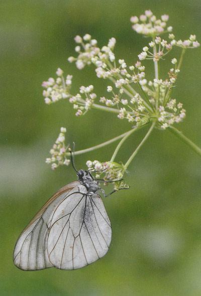 Macrophotographie