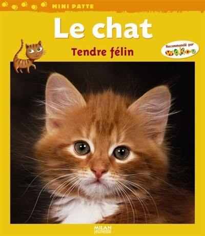 Le chat : tendre félin