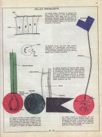 Biologia grafica : extrait