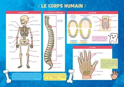 Le corps humain