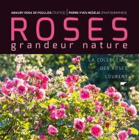 Roses grandeur nature : la collection des roses Loubert