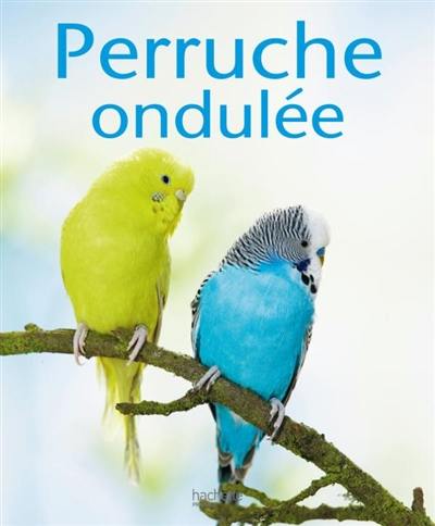 Perruches ondulées