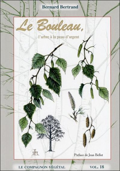 Le bouleau : l'arbre à la peau d'argent