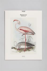 Flamant rose