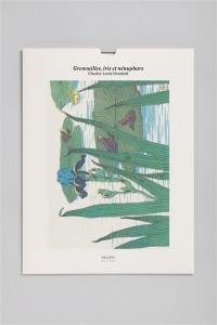 Grenouilles, iris et nénuphars