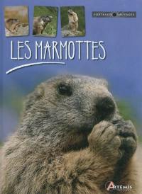 Les marmottes