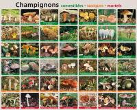 Champignons : comestibles, toxiques, mortels