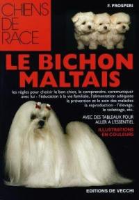 Le bichon maltais