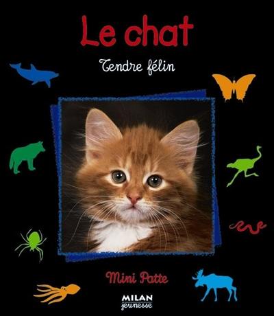 Le chat : tendre félin